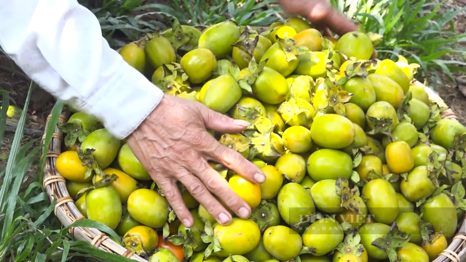 Nông dân miền núi Hà Tĩnh vui mừng khi mùa hồng giòn Yên Du được giá- Ảnh 3. Nông dân miền núi Hà Tĩnh vui mừng khi mùa hồng giòn Yên Du được giá- Ảnh 3.