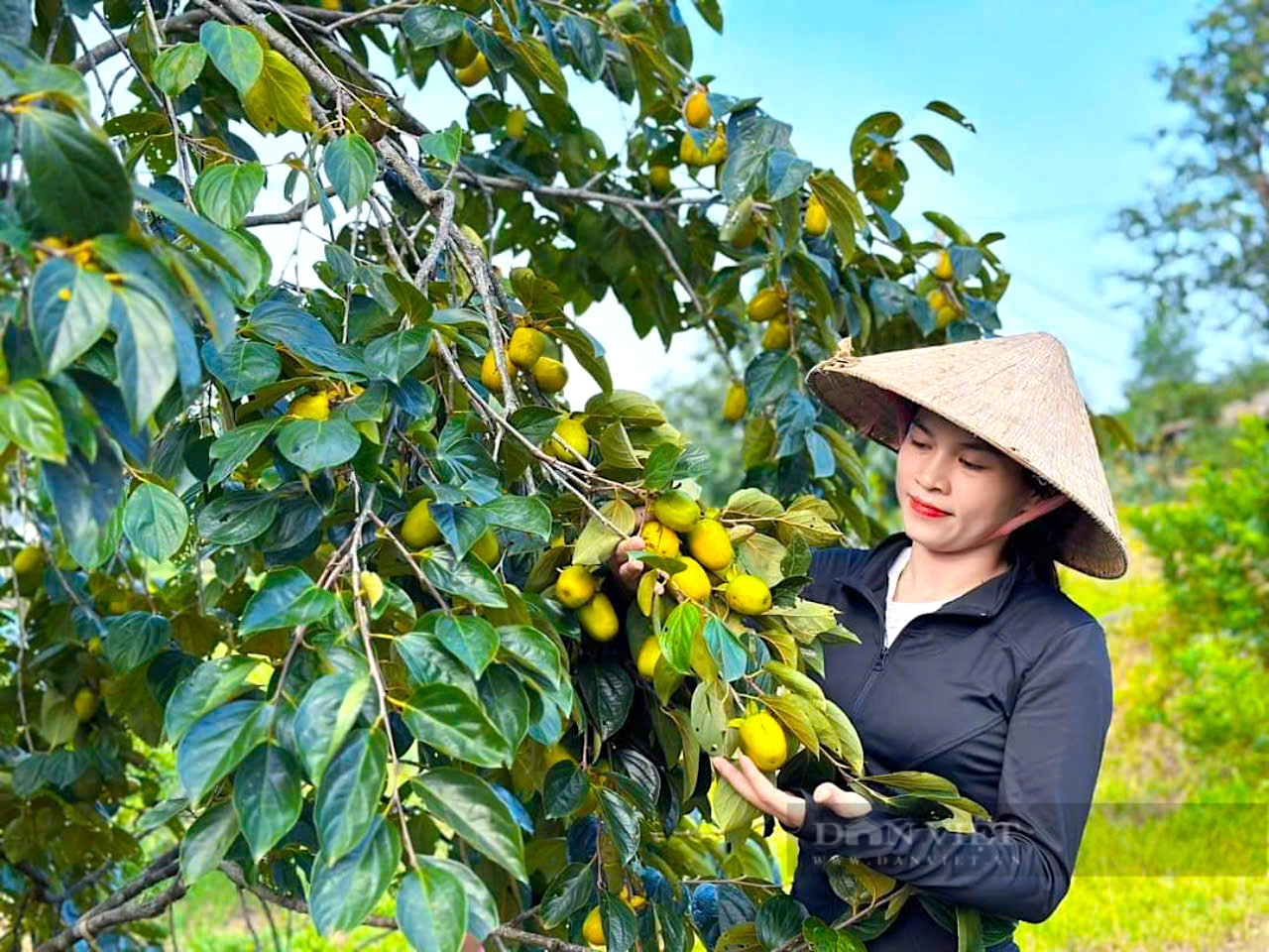 Nông dân miền núi Hà Tĩnh vui mừng khi mùa hồng giòn Yên Du được giá- Ảnh 4. Nông dân miền núi Hà Tĩnh vui mừng khi mùa hồng giòn Yên Du được giá- Ảnh 4.