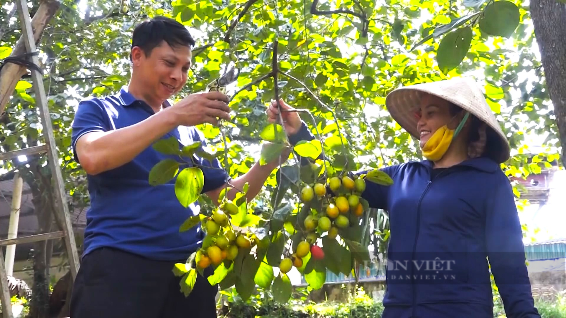 Nông dân miền núi Hà Tĩnh vui mừng khi mùa hồng giòn Yên Du được giá- Ảnh 5. Nông dân miền núi Hà Tĩnh vui mừng khi mùa hồng giòn Yên Du được giá- Ảnh 5.