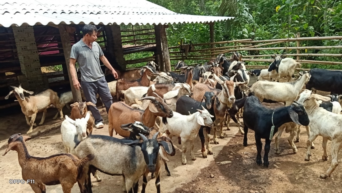 Nhiều hộ nghèo ở trên địa bàn huyện Như Thanh được hỗ trợ từ nguồn vốn phát triển sản xuất Nhiều hộ nghèo ở trên địa bàn huyện Như Thanh được hỗ trợ từ nguồn vốn phát triển sản xuất