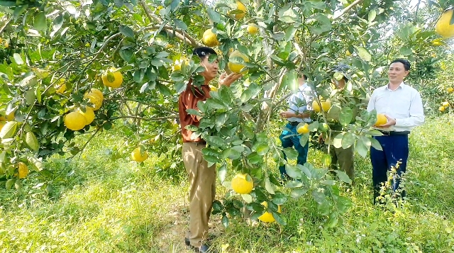 Các hộ sử dụng đồng vốn phát triển các loại cây cho giá trị kinh cao Các hộ sử dụng đồng vốn phát triển các loại cây cho giá trị kinh cao