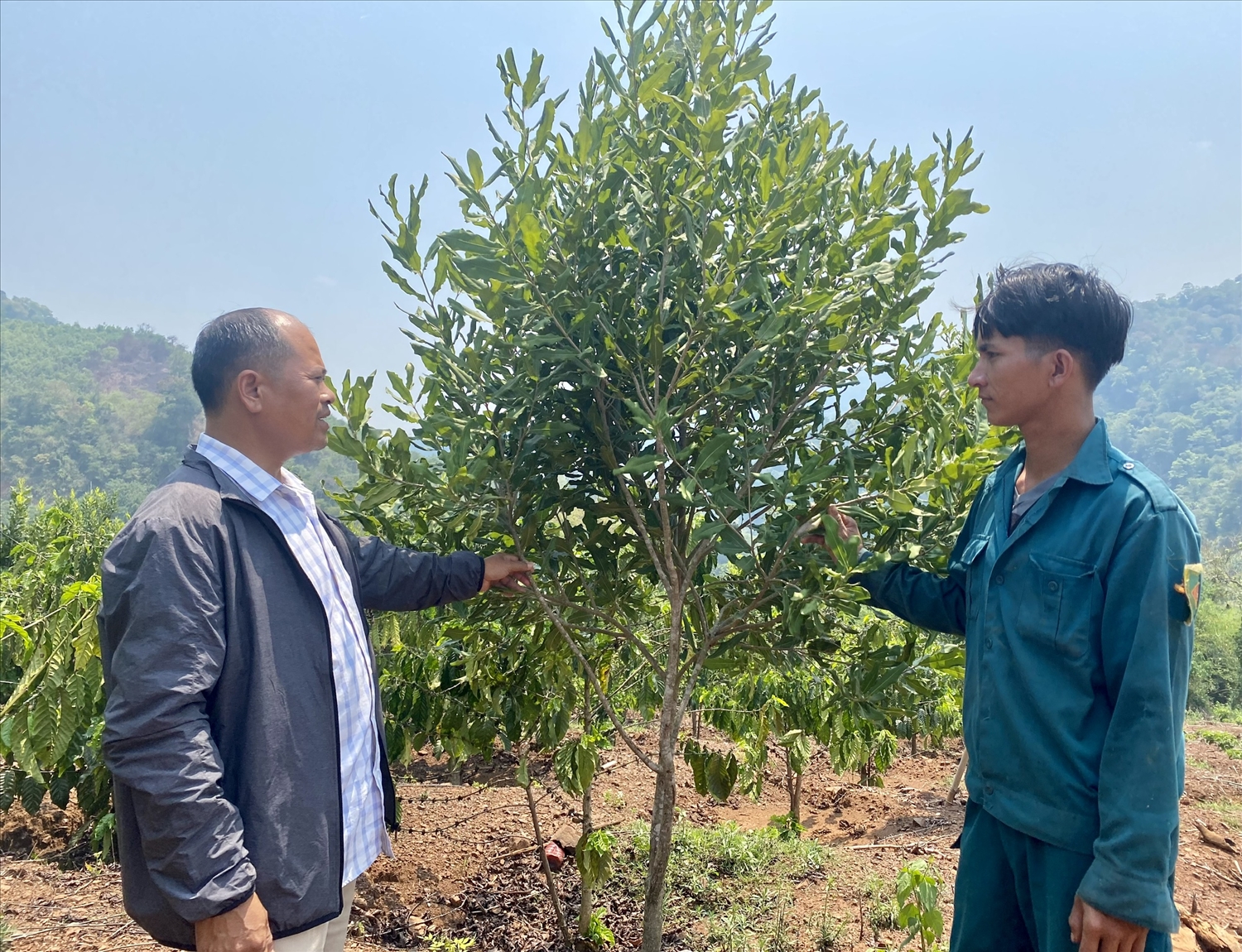 Huyện Kon Rẫy hỗ trợ cây giống Mắc ca để các hộ đồng bào DTTS nghèo trồng xen trong vườn cà phê Huyện Kon Rẫy hỗ trợ cây giống Mắc ca để các hộ đồng bào DTTS nghèo trồng xen trong vườn cà phê