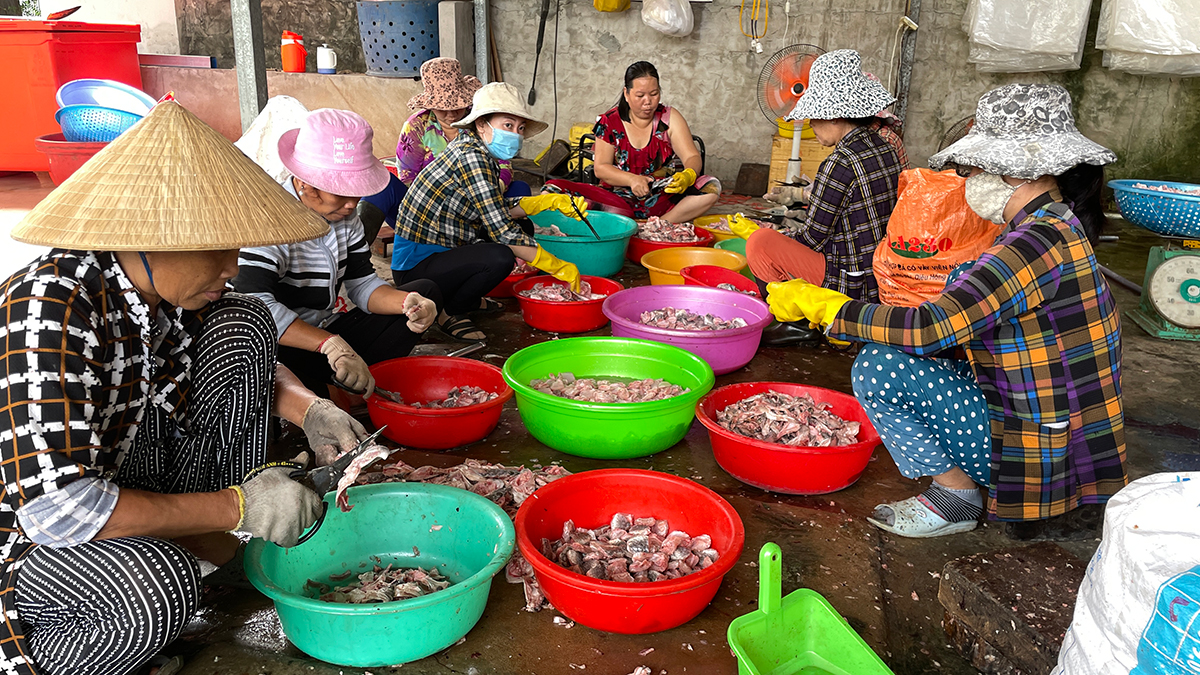 Cá lóc thịt giàu protein, nuôi dày đặc, con to, một người An Giang bắt làm khô cá lóc, bán hết veo- Ảnh 1. Cá lóc thịt giàu protein, nuôi dày đặc, con to, một người An Giang bắt làm khô cá lóc, bán hết veo- Ảnh 1.