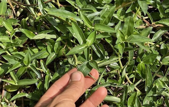 Cây cỏ dại mọc khắp nơi nhưng ít người biết là thuốc khoẻ gan, tốt cho khớp - Ảnh 1. Cây cỏ dại mọc khắp nơi nhưng ít người biết là thuốc khoẻ gan, tốt cho khớp - Ảnh 1.
