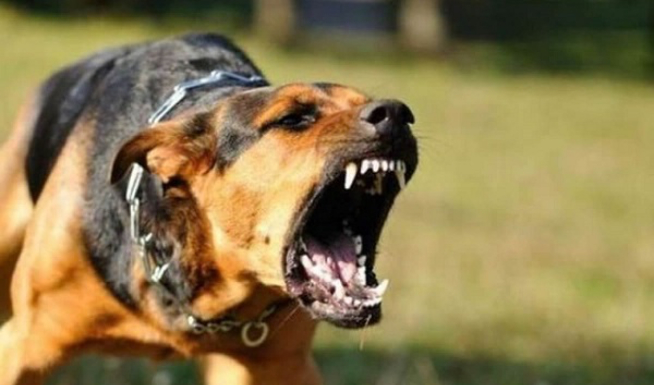 Đồng Nai: Chó dại cắn 1 cháu bé 6 tuổi và nhiều chó nhà khác- Ảnh 1. Đồng Nai: Chó dại cắn 1 cháu bé 6 tuổi và nhiều chó nhà khác- Ảnh 1.