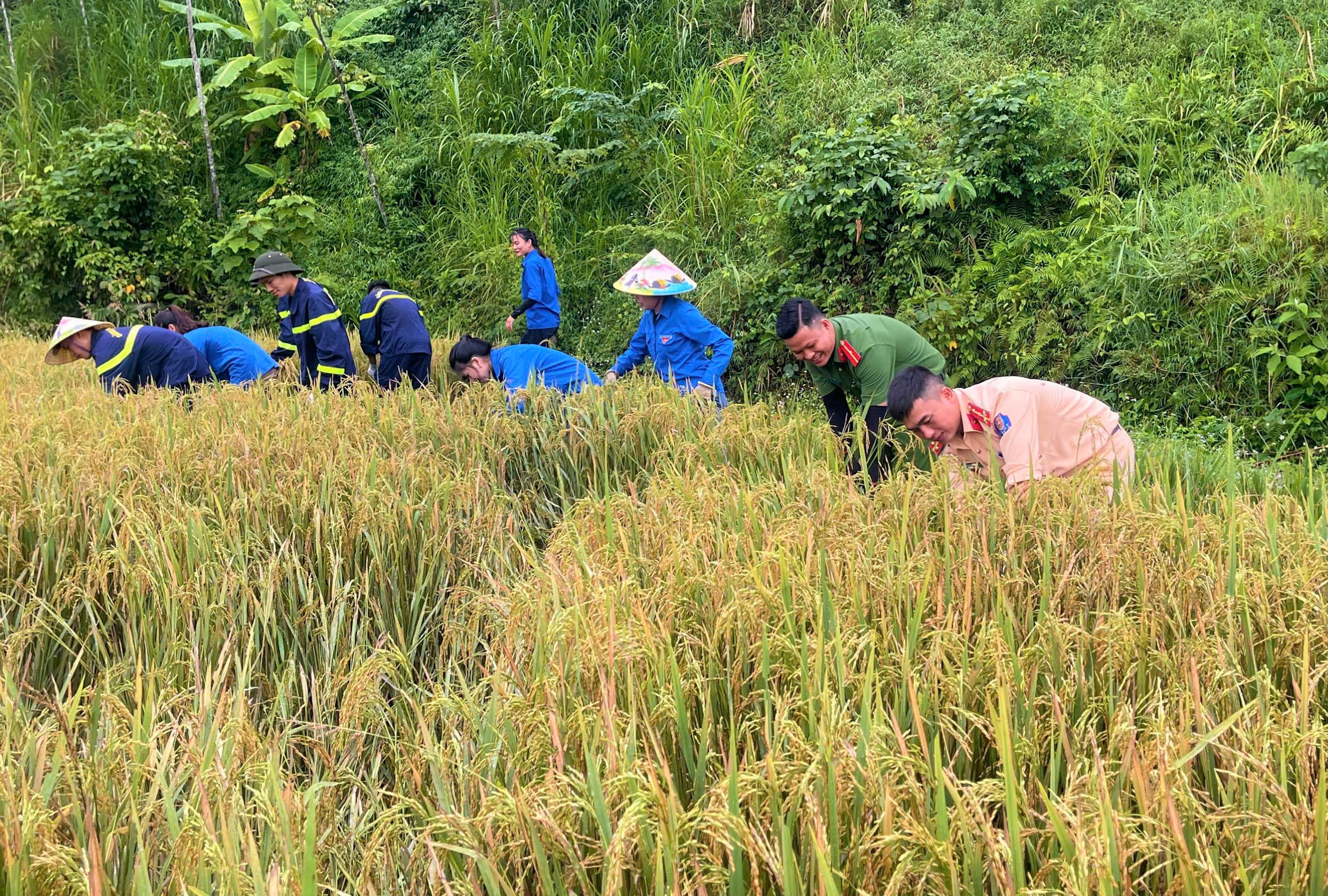 Nghệ An: Công an, cảnh sát, thanh niên xuống đồng giúp dân thu hoạch lúa hè thu Nghệ An: Công an, cảnh sát, thanh niên xuống đồng giúp dân thu hoạch lúa hè thu