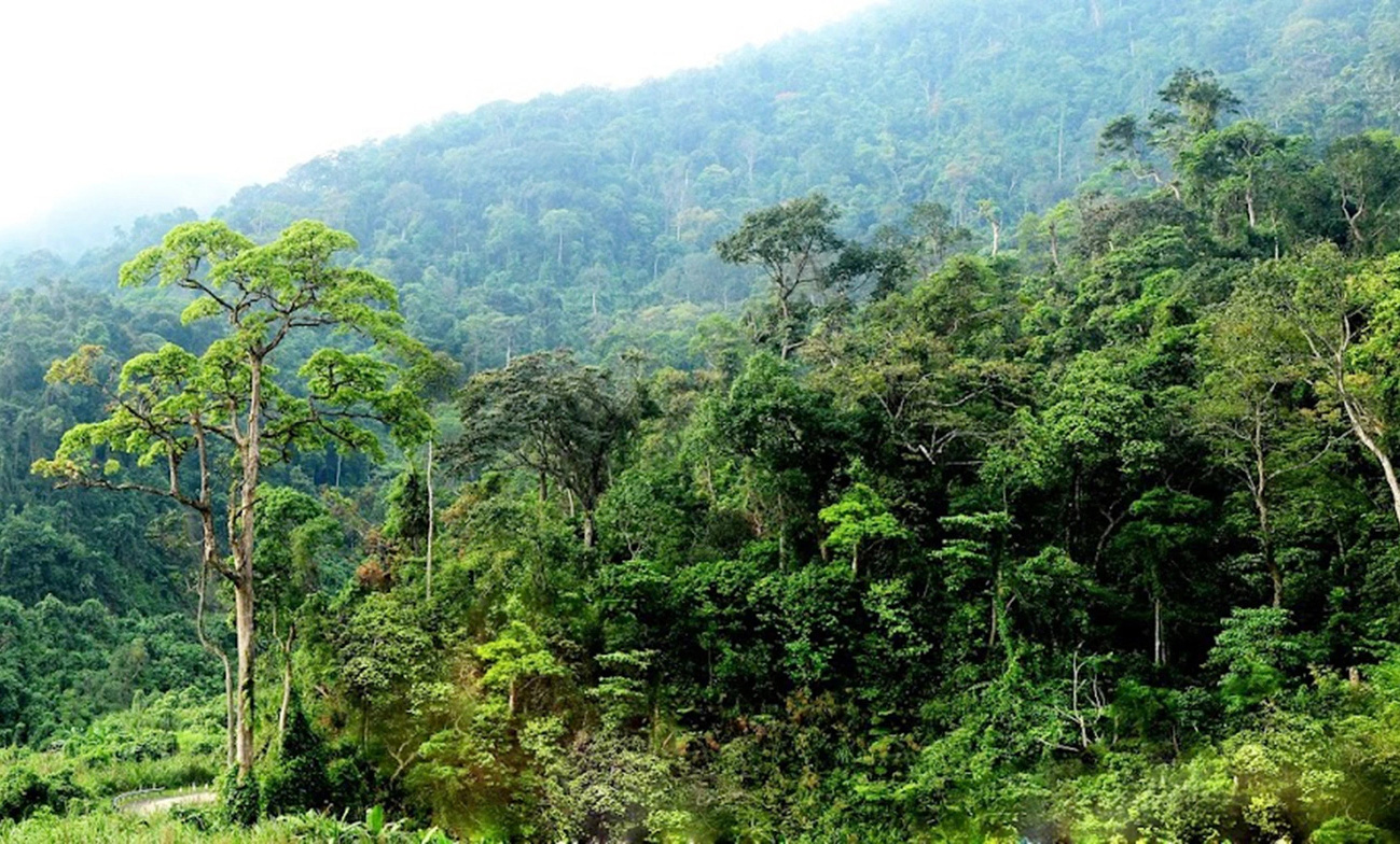 Hàng trăm tỉ đồng tín chỉ carbon 'mắc kẹt' - Ảnh 1. Hàng trăm tỉ đồng tín chỉ carbon 'mắc kẹt' - Ảnh 1.
