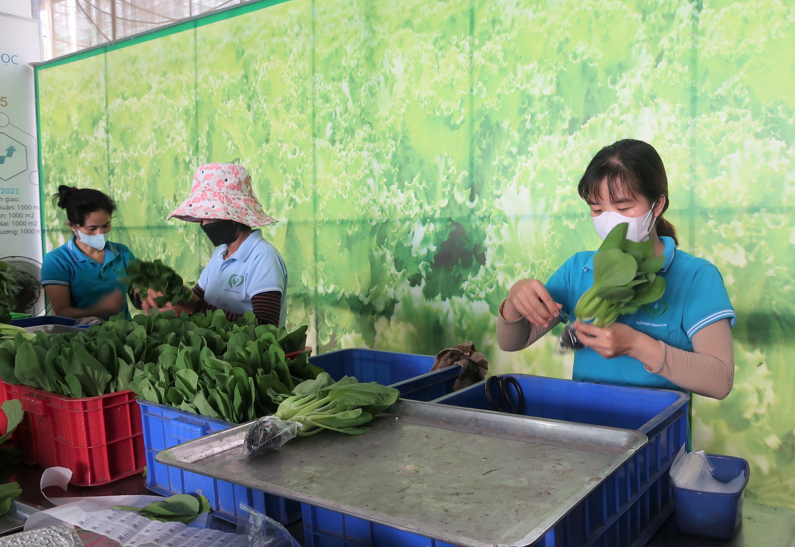 Hội LHPN TPHCM giúp hội viên “hợp sức” làm kinh tế- Ảnh 1. Hội LHPN TPHCM giúp hội viên “hợp sức” làm kinh tế- Ảnh 1.