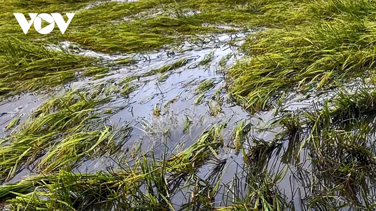 hơn 12.600 ha lúa hè thu ở bạc liêu bị đổ ngã, gần 220ha bị mất trắng hình ảnh 1 hon 12.600 ha lua he thu o bac lieu bi do nga, gan 220ha bi mat trang hinh anh 1