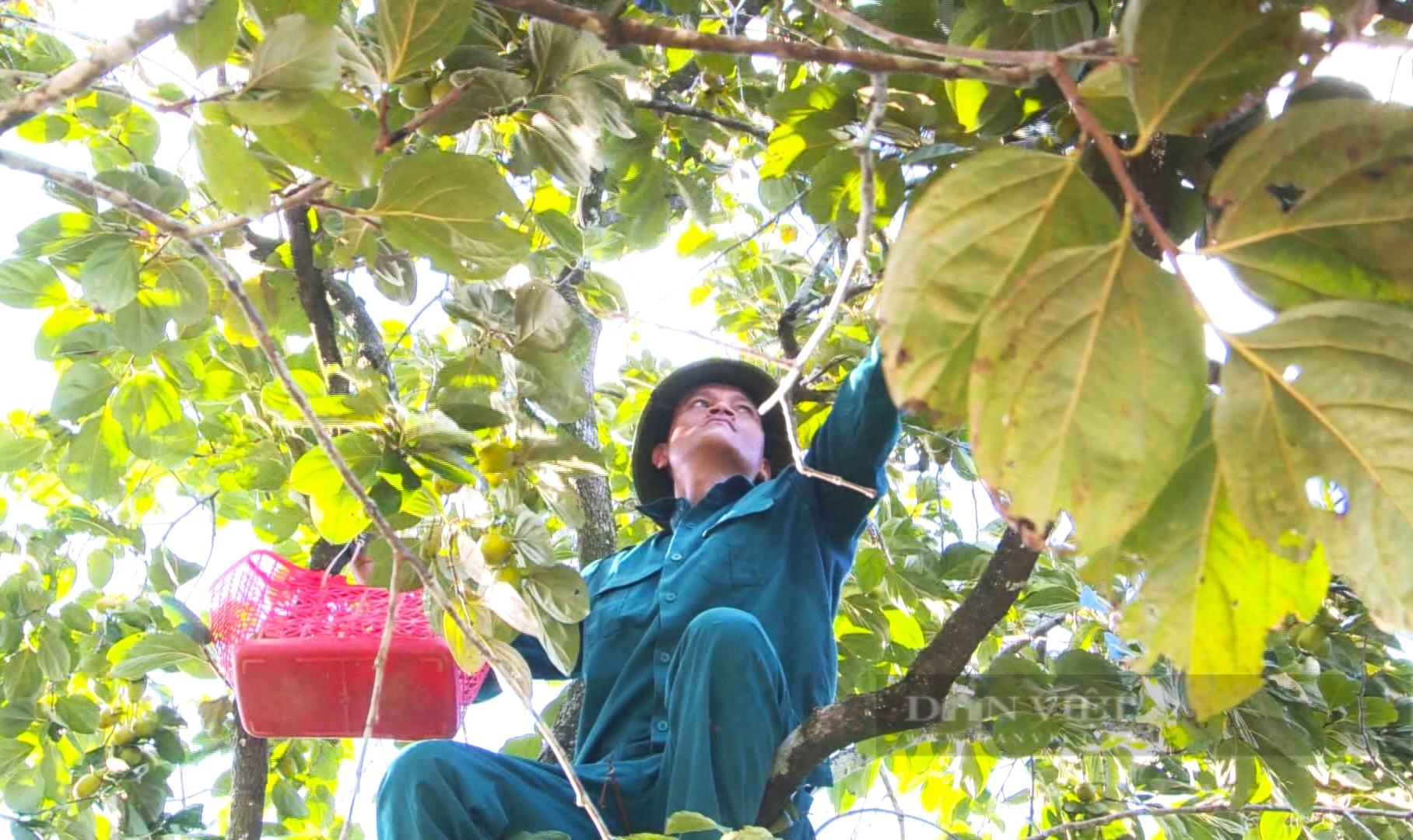 Nông dân miền núi Hà Tĩnh vui mừng khi mùa hồng giòn Yên Du được giá- Ảnh 1. Nông dân miền núi Hà Tĩnh vui mừng khi mùa hồng giòn Yên Du được giá- Ảnh 1.
