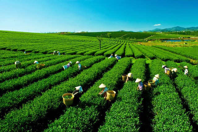 Khám phá những đồi chè có khung cảnh tuyệt đẹp tại Việt Nam- Ảnh 5. Khám phá những đồi chè có khung cảnh tuyệt đẹp tại Việt Nam- Ảnh 5.