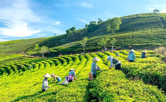 Khám phá những đồi chè có khung cảnh tuyệt đẹp tại Việt Nam- Ảnh 1. Khám phá những đồi chè có khung cảnh tuyệt đẹp tại Việt Nam- Ảnh 1.