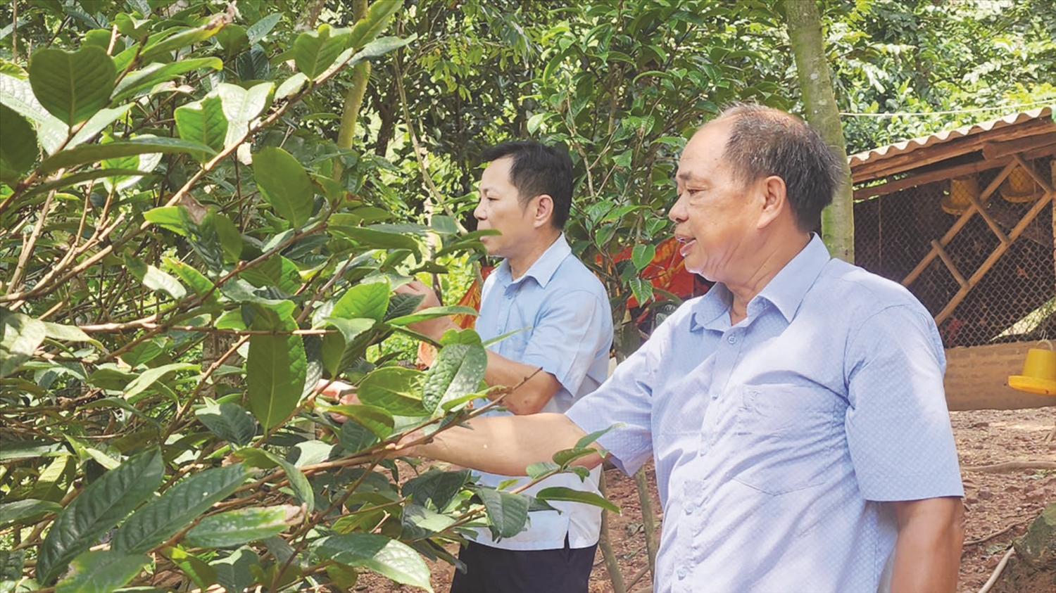 Ông Đàm Văn Cường giới thiệu về cây trà hoa vàng với lãnh đạo Hội Nông dân huyện Ba Chẽ Ông Đàm Văn Cường giới thiệu về cây trà hoa vàng với lãnh đạo Hội Nông dân huyện Ba Chẽ