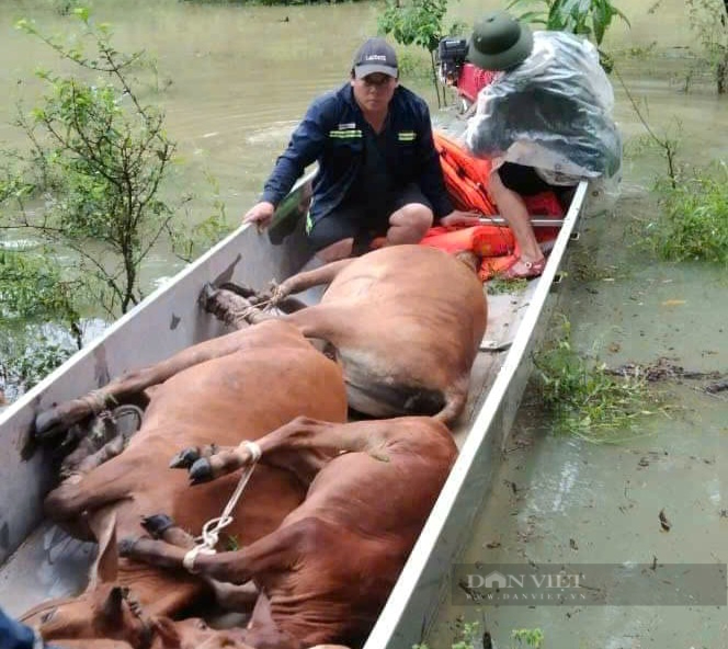 Từ rốn lũ Quảng Bình: Bộ đội cứu đàn bò 8 con cho nông dân Đinh Minh Thọ- Ảnh 1. Từ rốn lũ Quảng Bình: Bộ đội cứu đàn bò 8 con cho nông dân Đinh Minh Thọ- Ảnh 1.