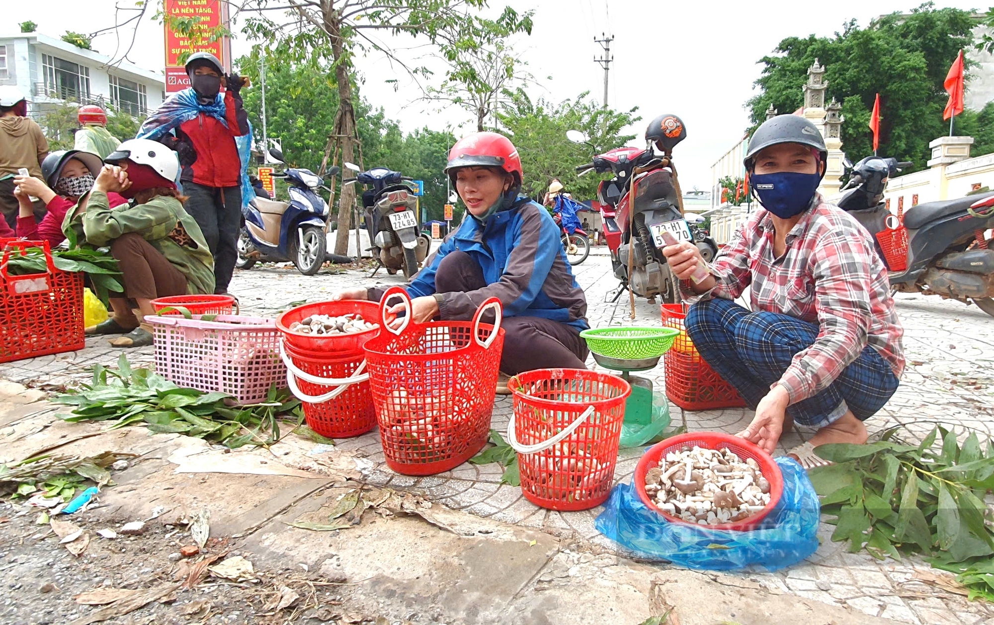 Người dân Quảng Bình rủ nhau đi hái loài nấm béo núc ních, ăn càng đắng càng ngon- Ảnh 4. Người dân Quảng Bình rủ nhau đi hái loài nấm béo núc ních, ăn càng đắng càng ngon- Ảnh 4.