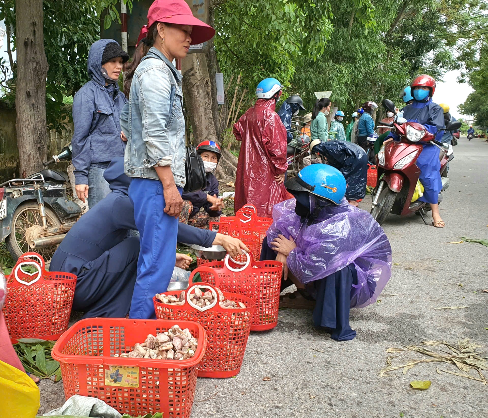 Người dân Quảng Bình rủ nhau đi hái loài nấm béo núc ních, ăn càng đắng càng ngon- Ảnh 1. Người dân Quảng Bình rủ nhau đi hái loài nấm béo núc ních, ăn càng đắng càng ngon- Ảnh 1.