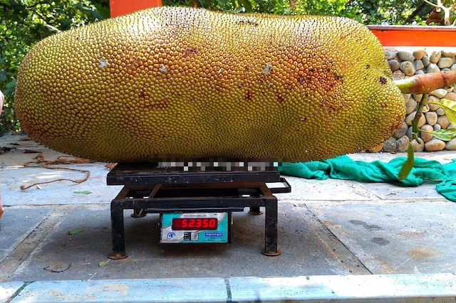 Không tin nổi khi nhìn quả mít lớn nhất thế giới: Nặng bao nhiêu mà bê không nổi, dân làng nườm nượp kéo đến chiêm ngưỡng?- Ảnh 1. Không tin nổi khi nhìn quả mít lớn nhất thế giới: Nặng bao nhiêu mà bê không nổi, dân làng nườm nượp kéo đến chiêm ngưỡng?- Ảnh 1.