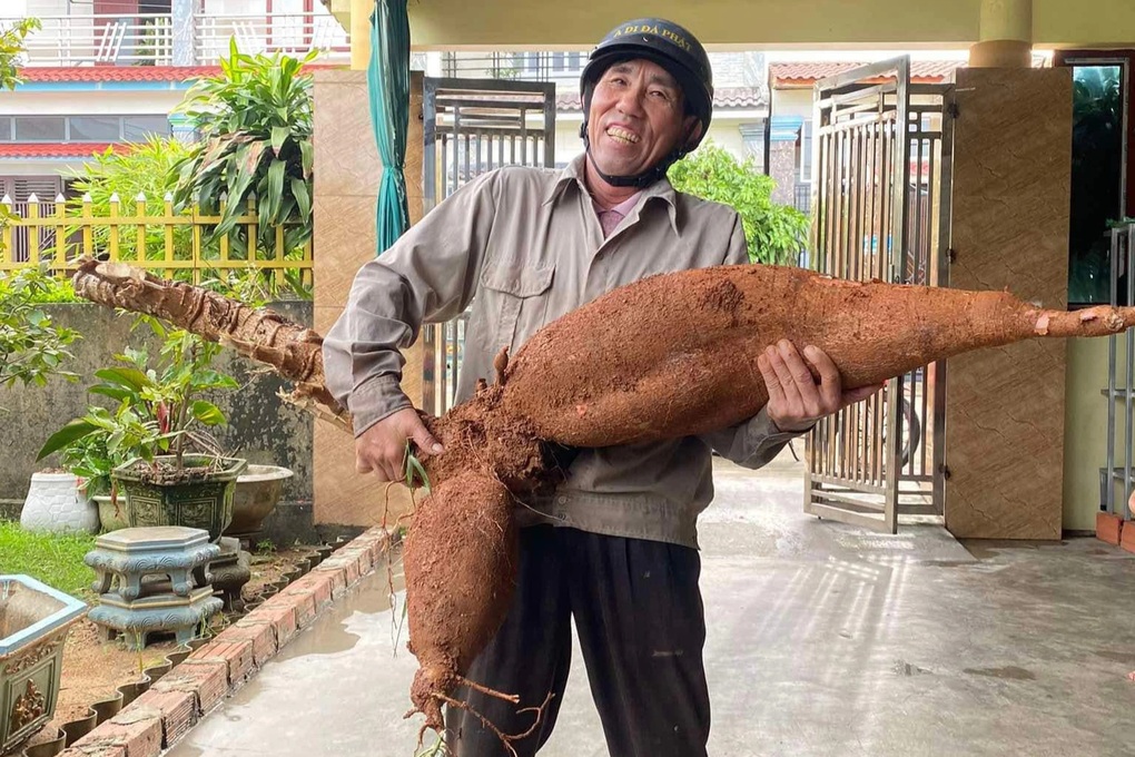 Nông dân Hà Tĩnh đào được củ sắn khổng lồ, dài hơn 1m - 1 Nông dân Hà Tĩnh đào được củ sắn khổng lồ, dài hơn 1m - 1