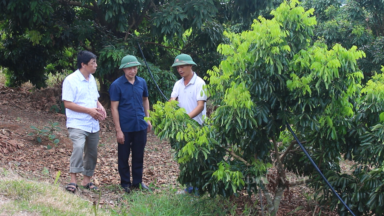 Nông dân Sơn La trồng nhãn chín sớm ra quả ngọt lịm, giá bán gấp đôi chính vụ- Ảnh 1. Nông dân Sơn La trồng nhãn chín sớm ra quả ngọt lịm, giá bán gấp đôi chính vụ- Ảnh 1.