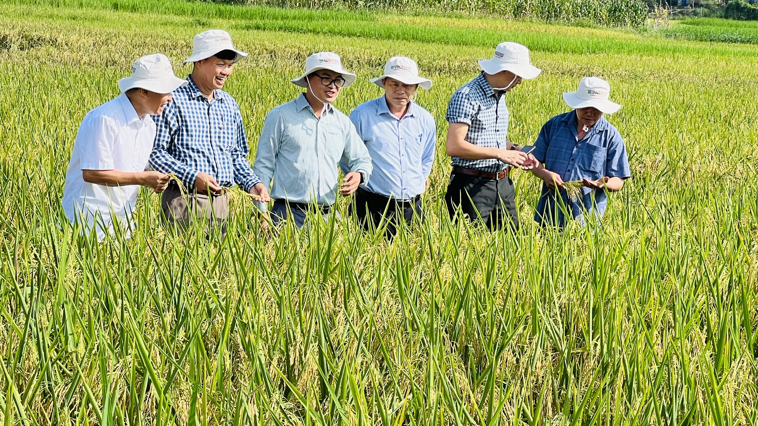 Thái Nguyên: Nông dân mong muốn được mở rộng diện tích giống lúa Thụy Hương 308- Ảnh 1. Thái Nguyên: Nông dân mong muốn được mở rộng diện tích giống lúa Thụy Hương 308- Ảnh 1.