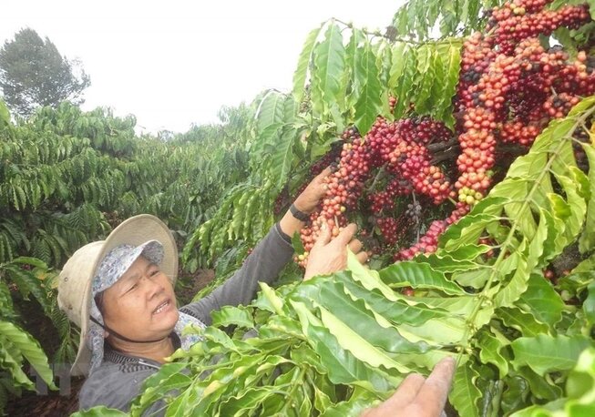Vốn chính sách góp phần giúp nông dân đầu tư sản xuất nông nghiệp, vươn lên thoát nghèo. Ảnh: NHCSXH