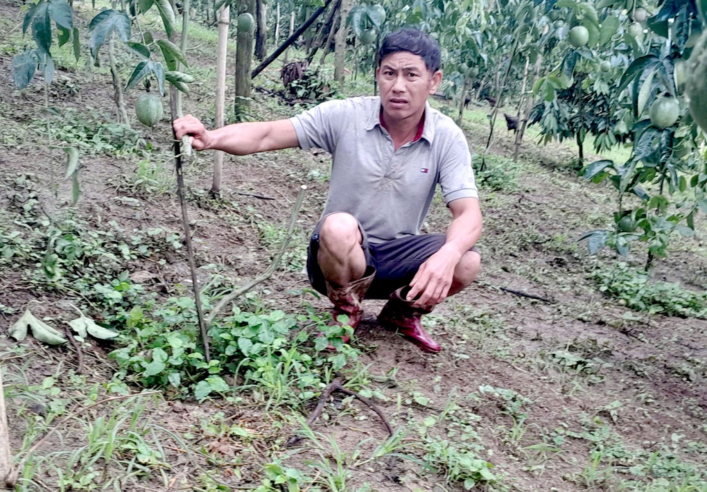 Vườn chanh dây đang thu hoạch bị kẻ gian chặt phá - 1 Vườn chanh dây đang thu hoạch bị kẻ gian chặt phá - 1