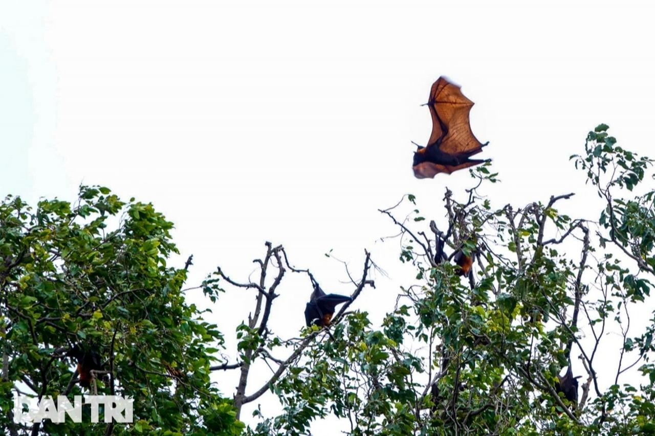 Những ngôi chùa miền Tây thu hút chim, dơi về trú ngụ suốt nhiều thập kỷ Những ngôi chùa miền Tây thu hút chim, dơi về trú ngụ suốt nhiều thập kỷ