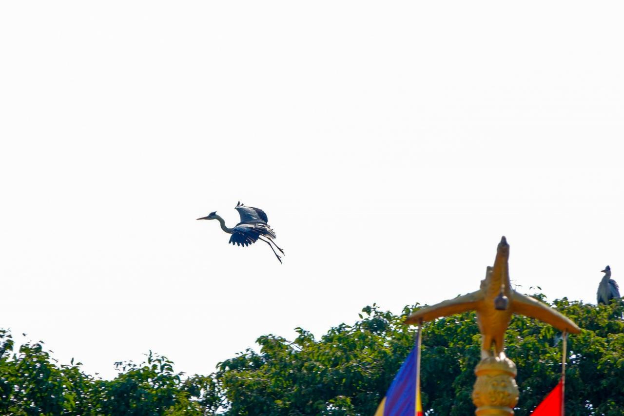Những ngôi chùa miền Tây thu hút chim, dơi về trú ngụ suốt nhiều thập kỷ Những ngôi chùa miền Tây thu hút chim, dơi về trú ngụ suốt nhiều thập kỷ