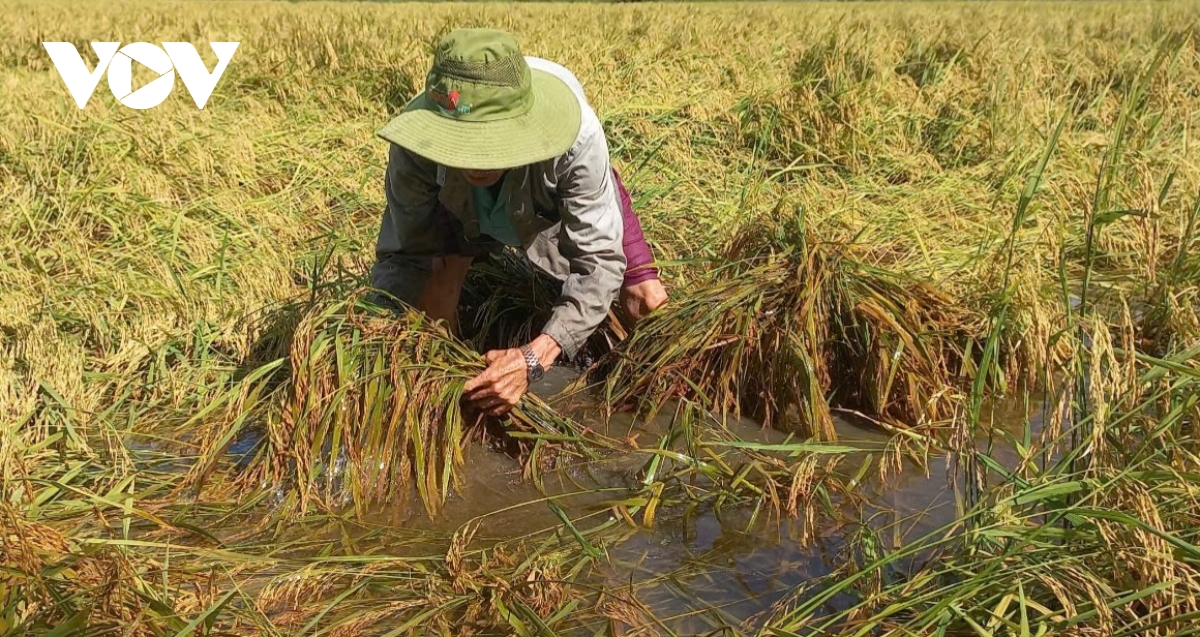 lúa thu Đông đổ ngã do mưa dông, nông dân hậu giang thiệt hại đủ đường hình ảnh 2 lua thu Dong do nga do mua dong, nong dan hau giang thiet hai du duong hinh anh 2