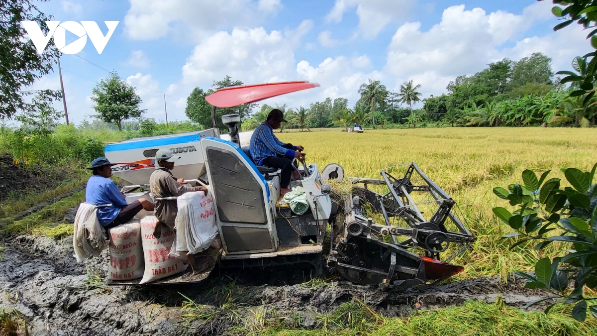 lúa thu Đông đổ ngã do mưa dông, nông dân hậu giang thiệt hại đủ đường hình ảnh 3 lua thu Dong do nga do mua dong, nong dan hau giang thiet hai du duong hinh anh 3