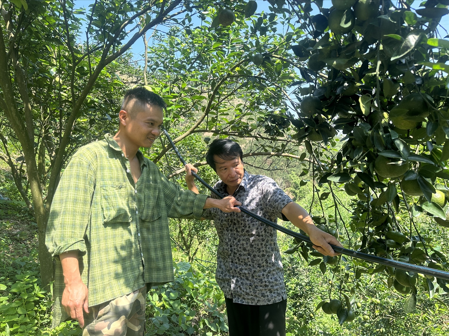Hệ thống tưới tiêu tự động tại trang trại cây ăn quả của ông Bùi Quang Trung. Ông Bùi Quang Trung và con trai thường xuyên kiểm tra hệ thống tưới tiêu tự động trên các khu đồi.