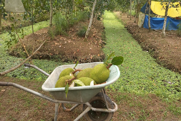 Ở một huyện của Hậu Giang, trên trồng cây ra quả ngon, dưới nuôi ốc đặc sản, dân