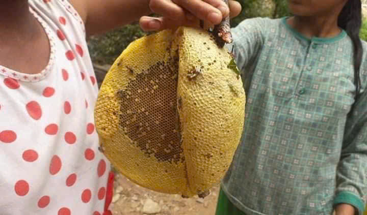Nữ thủ lĩnh đưa mật ong từ miền núi Khánh Vĩnh về các thành phố lớn- Ảnh 2. Nữ thủ lĩnh đưa mật ong từ miền núi Khánh Vĩnh về các thành phố lớn- Ảnh 2.