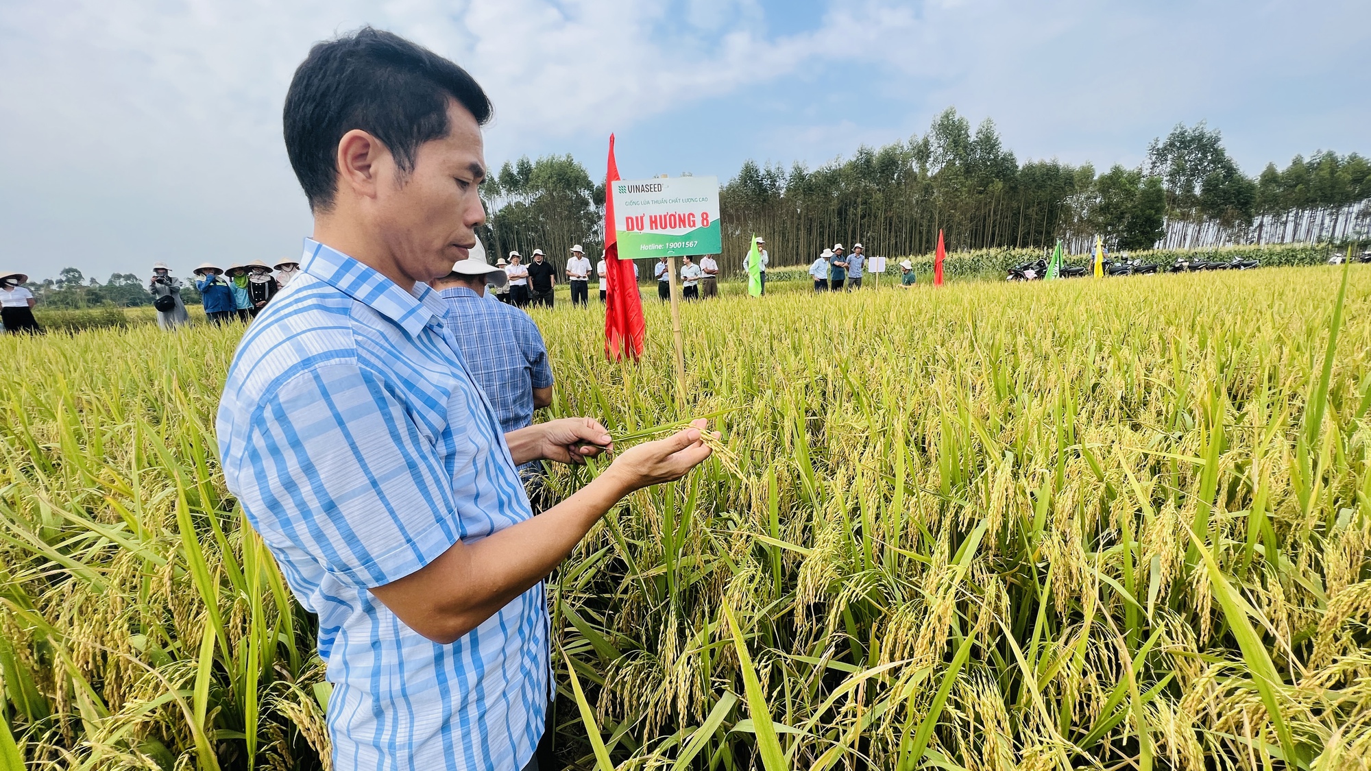 Giống lúa Dự Hương 8 (new): Tiềm năng và triển vọng trong sản xuất nông nghiệp Bắc Giang- Ảnh 2. Giống lúa Dự Hương 8 (new): Tiềm năng và triển vọng trong sản xuất nông nghiệp Bắc Giang- Ảnh 2.
