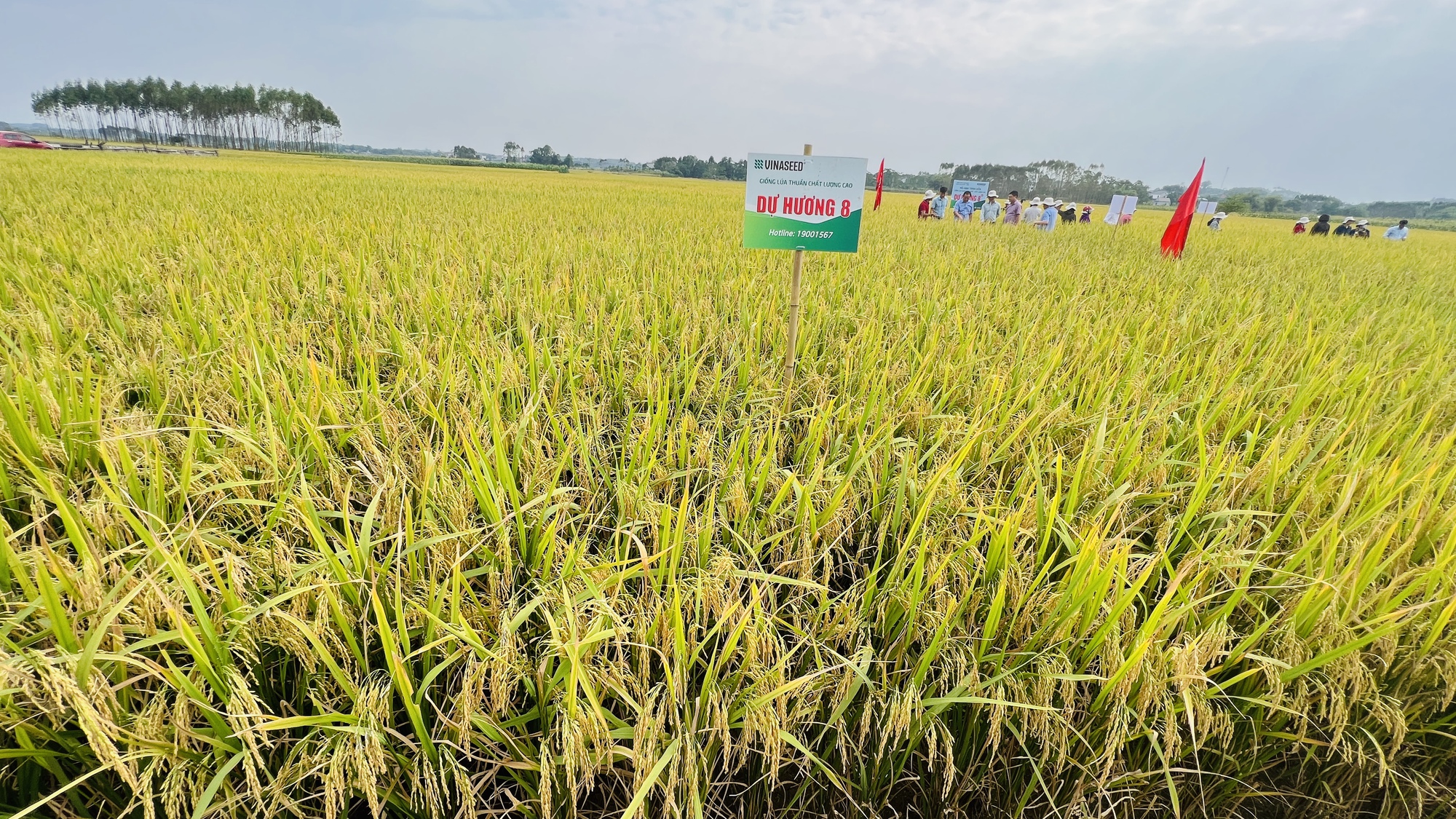 Giống lúa Dự Hương 8 (new): Tiềm năng và triển vọng trong sản xuất nông nghiệp Bắc Giang- Ảnh 3. Giống lúa Dự Hương 8 (new): Tiềm năng và triển vọng trong sản xuất nông nghiệp Bắc Giang- Ảnh 3.