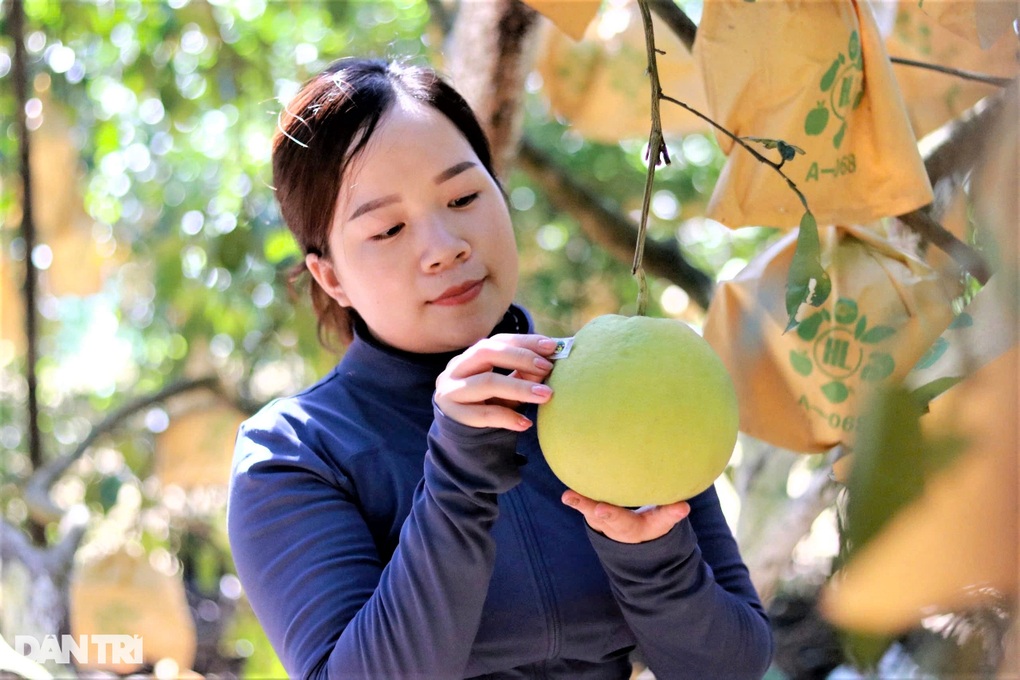 Độc lạ cách nông dân đóng bảo hiểm bằng... bưởi - 2 Độc lạ cách nông dân đóng bảo hiểm bằng... bưởi - 2