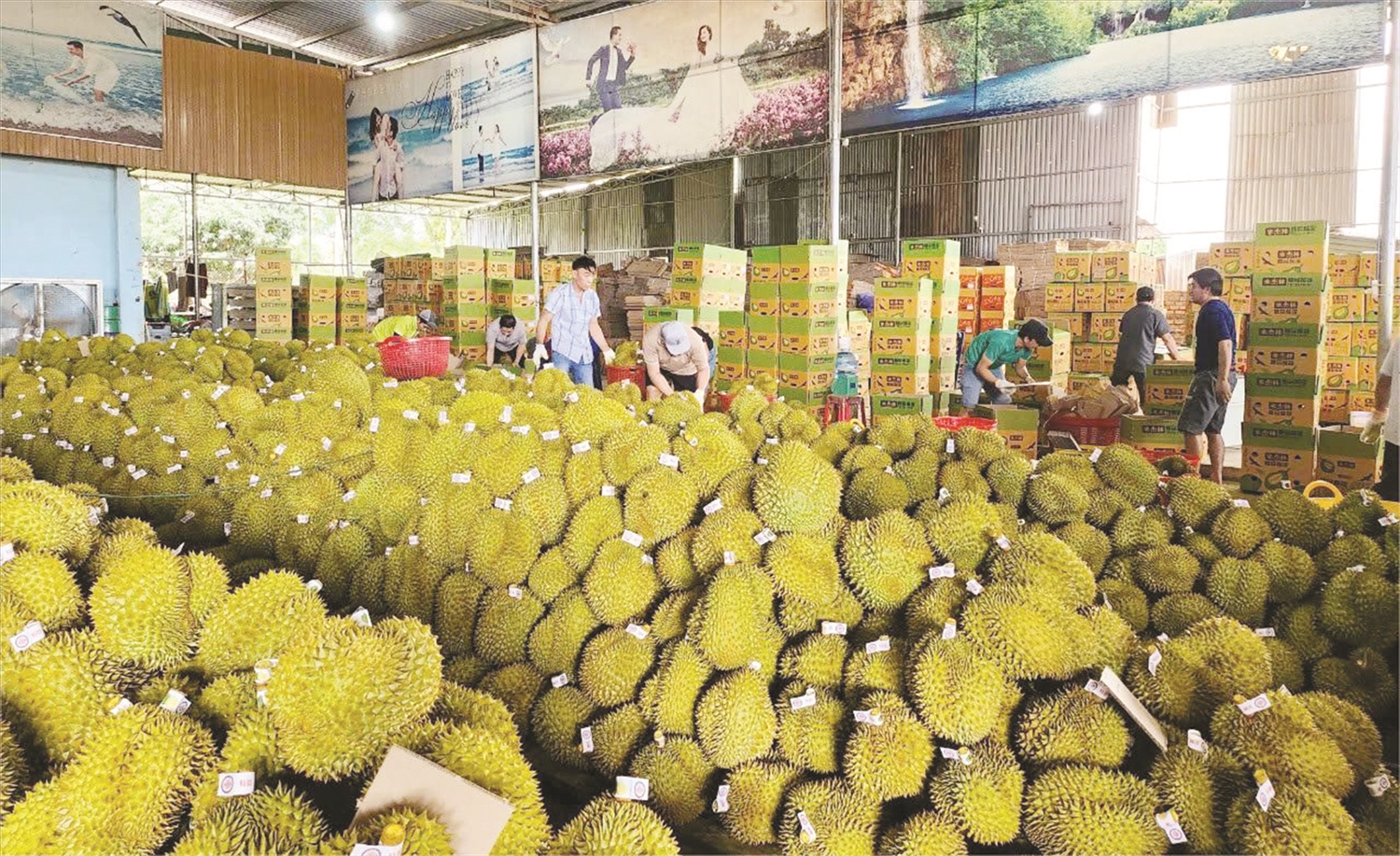 Trên địa bàn huyện hiện có 13 cơ sở đóng gói các loại trái cây tươi xuất khẩu đã được cấp mã số đang hoạt động. Trên địa bàn huyện hiện có 13 cơ sở đóng gói các loại trái cây tươi xuất khẩu đã được cấp mã số đang hoạt động.