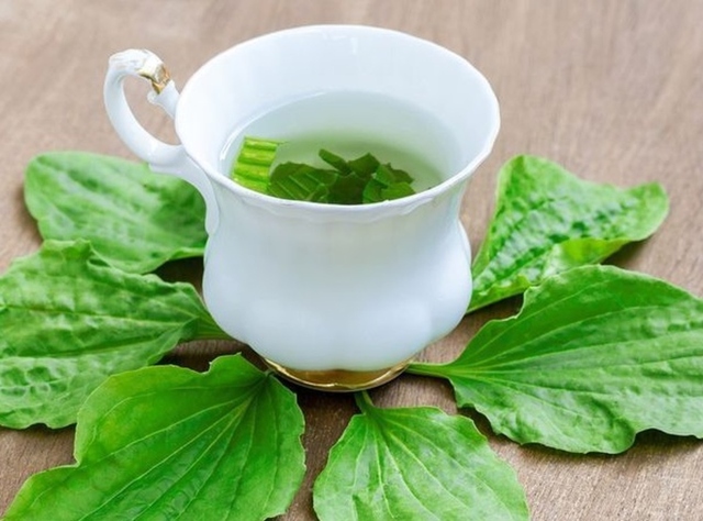 Cây cỏ dại mọc khắp nơi nhưng ít người biết là thuốc trị được nhiều bệnh- Ảnh 3. Cây cỏ dại mọc khắp nơi nhưng ít người biết là thuốc trị được nhiều bệnh- Ảnh 3.