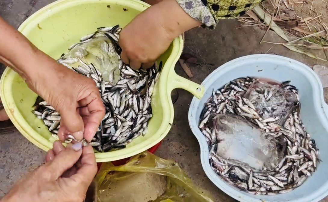 Mùa cá đồng về phố - Ảnh 3. Mùa cá đồng về phố - Ảnh 4.