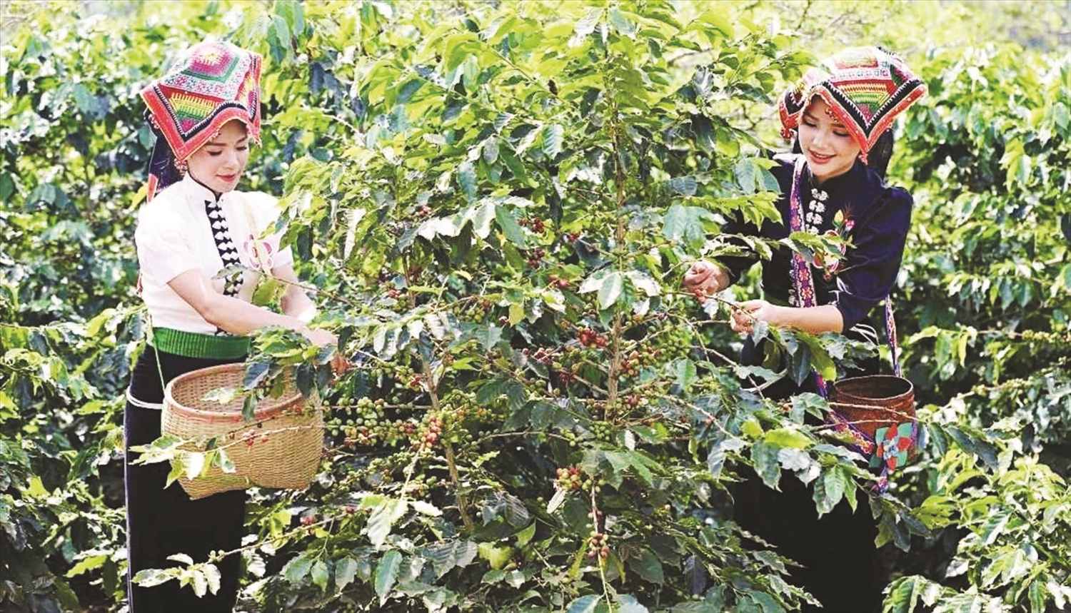 Từ nguồn vốn Chương trình MTQG 1719, nhiều hộ đồng bào DTTS đã phát triển trồng cà phê theo chuỗi giá trị. Ảnh minh họa Từ nguồn vốn Chương trình MTQG 1719, nhiều hộ đồng bào DTTS đã phát triển trồng cà phê theo chuỗi giá trị. Ảnh minh họa