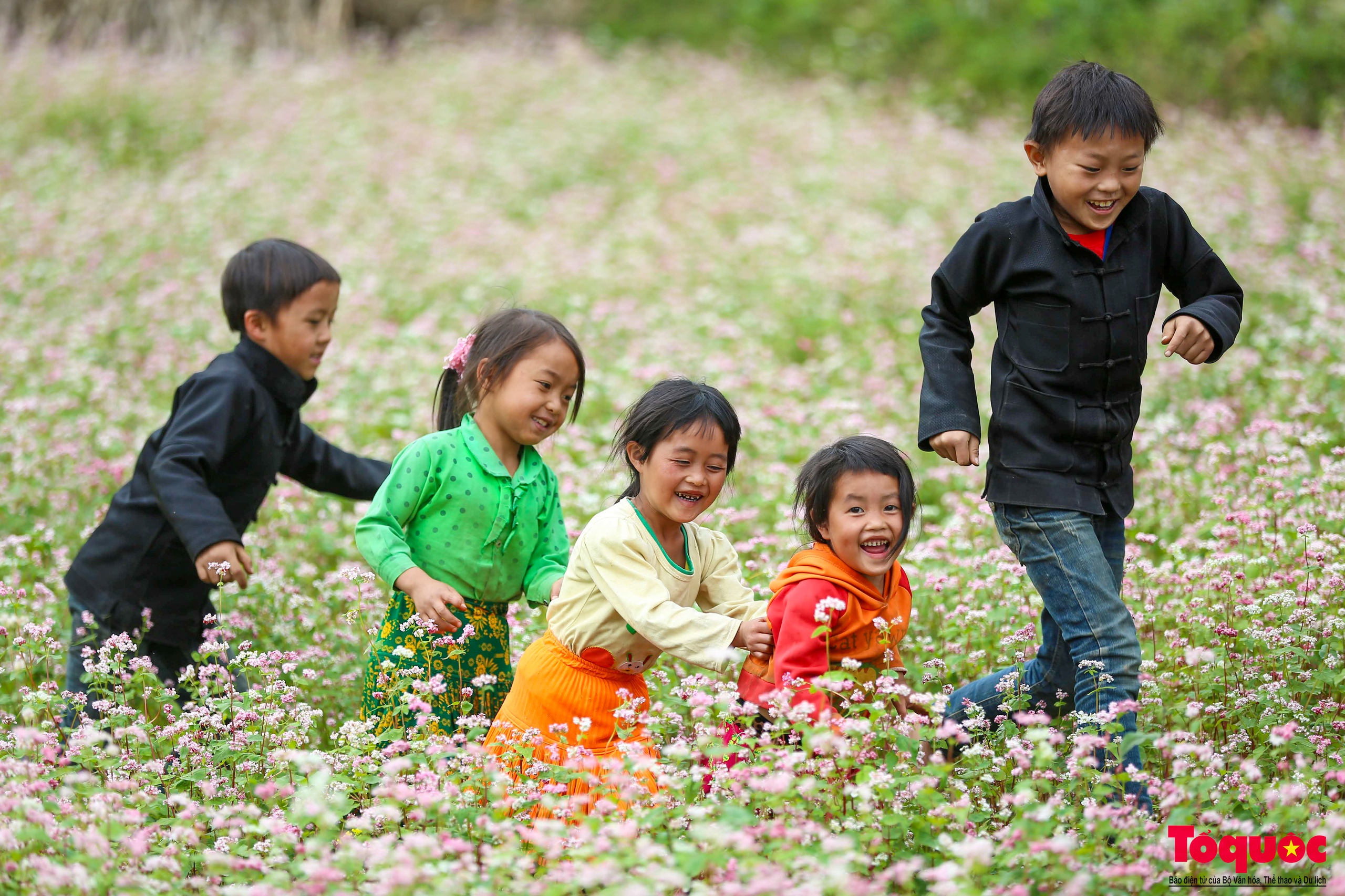 Hà Giang sẵn sàng đón du khách trong mùa hoa tam giác mạch đẹp nhất trong năm - Ảnh 3. Hà Giang sẵn sàng đón du khách trong mùa hoa tam giác mạch đẹp nhất trong năm - Ảnh 3.