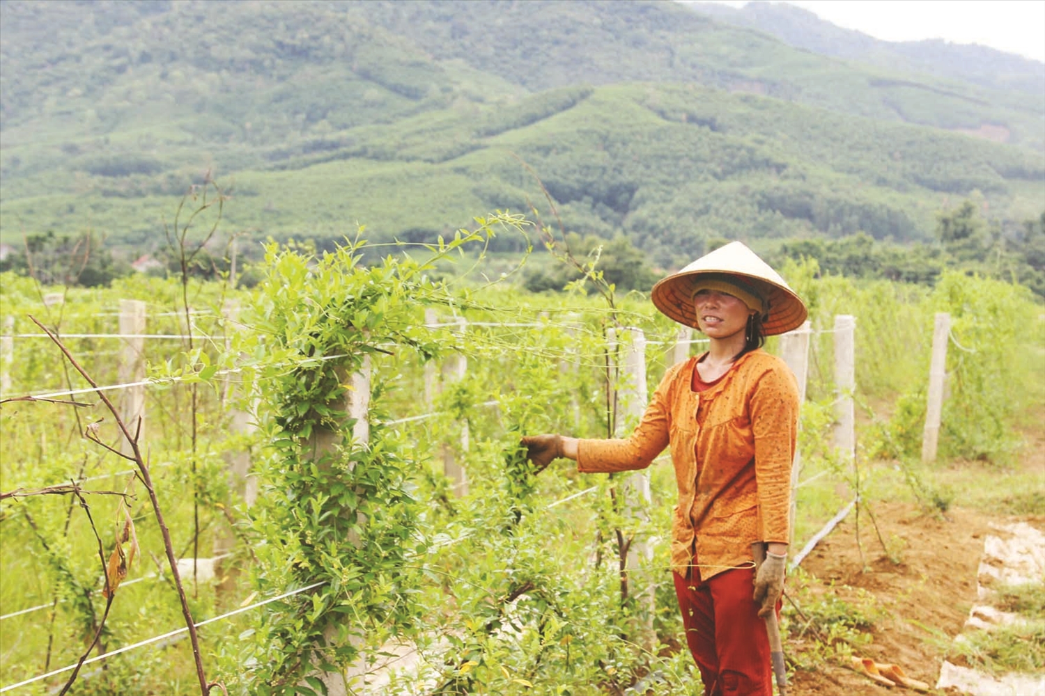 Được an cư tại nơi ở mới, người dân An Dũng tập trung sản xuất phát triển kinh tế. Được an cư tại nơi ở mới, người dân An Dũng tập trung sản xuất phát triển kinh tế.