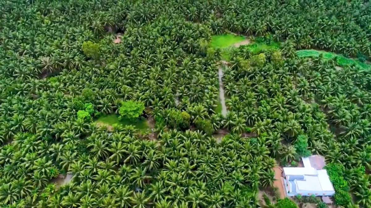 tra vinh nang cao chuoi gia tri cay dua theo huong huu co hinh anh 3