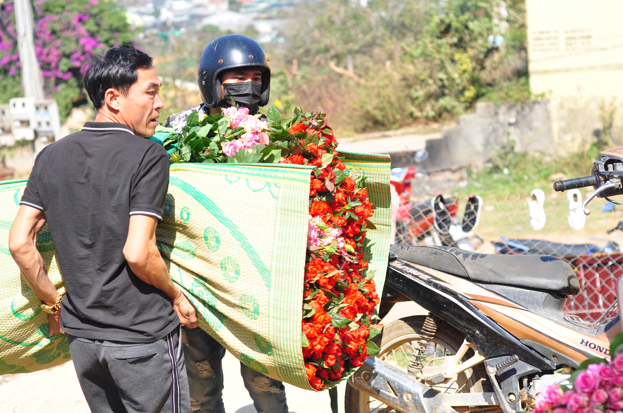 Trước ngày 20/10, giá hoa hồng tăng gấp đôi, nông dân Lâm Đồng vui ra mặt- Ảnh 3. Trước ngày 20/10, giá hoa hồng tăng gấp đôi, nông dân Lâm Đồng vui ra mặt- Ảnh 3.