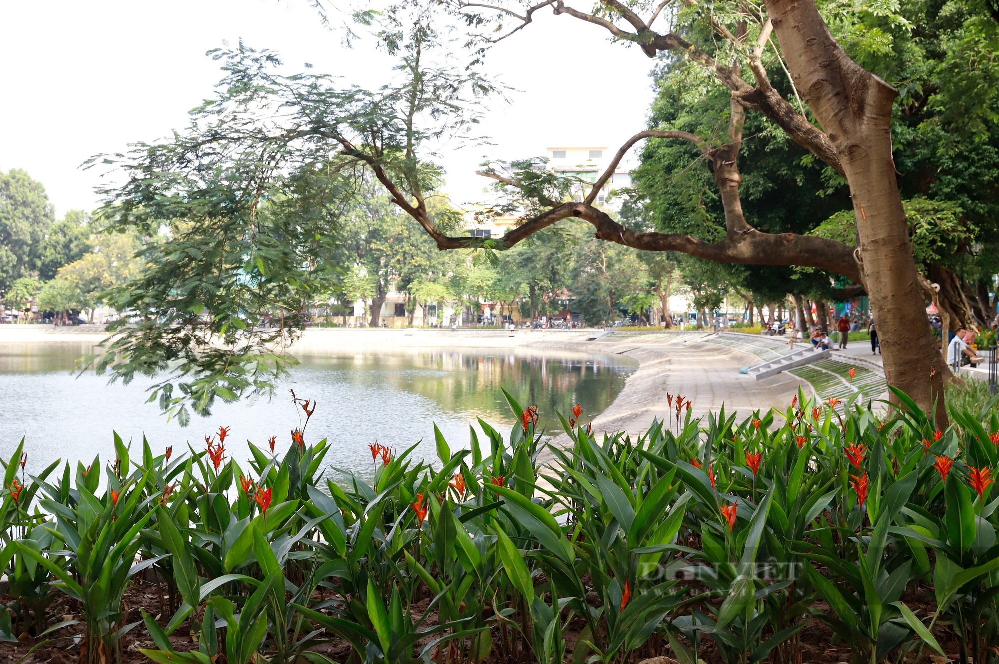 Diện mạo mới của hồ từng nuôi thiên nga ở Hà Nội sau khi được đầu tư gần 90 tỷ đồng- Ảnh 4. Diện mạo mới của hồ từng nuôi thiên nga ở Hà Nội sau khi được đầu tư gần 90 tỷ đồng- Ảnh 4.