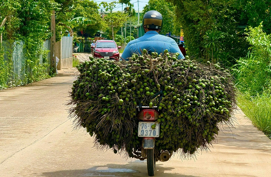 giá cau ở miền trung chững lại do thương lái trung quốc dè chừng hình ảnh 4 gia cau o mien trung chung lai do thuong lai trung quoc de chung hinh anh 4
