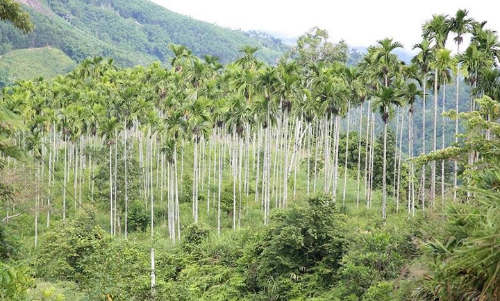 giá cau ở miền trung chững lại do thương lái trung quốc dè chừng hình ảnh 6 gia cau o mien trung chung lai do thuong lai trung quoc de chung hinh anh 6