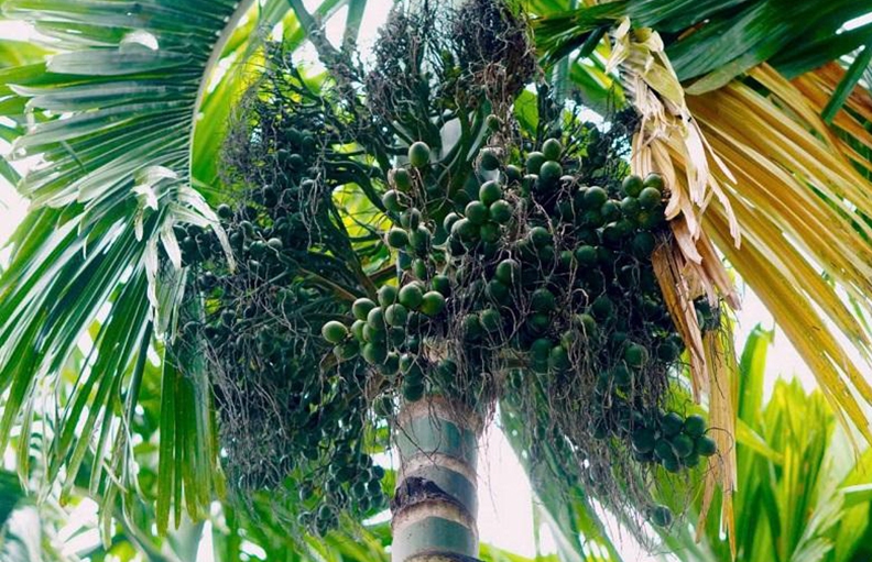 giá cau ở miền trung chững lại do thương lái trung quốc dè chừng hình ảnh 8 gia cau o mien trung chung lai do thuong lai trung quoc de chung hinh anh 8
