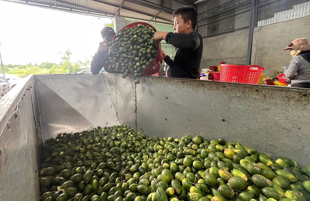 giá cau ở miền trung chững lại do thương lái trung quốc dè chừng hình ảnh 9 gia cau o mien trung chung lai do thuong lai trung quoc de chung hinh anh 9