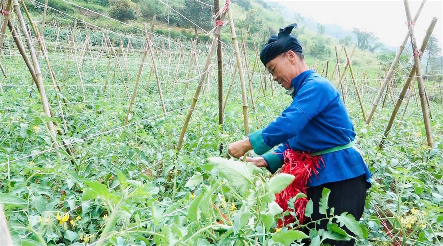 Người dân xã Nghĩa Thuận phấn khởi vì giá dưa chuột vụ này ổn định. Người dân xã Nghĩa Thuận phấn khởi vì giá dưa chuột vụ này ổn định.